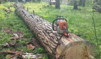 Жители московского района Перово подрались с вырубавшими деревья застройщиками