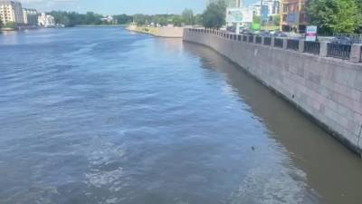 Росприроднадзор проводит проверку по факту загрязнения реки Малая Невка