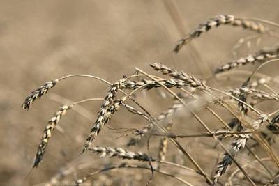 Союз экспортеров начнет публикацию ценовых индексов рынка пшеницы