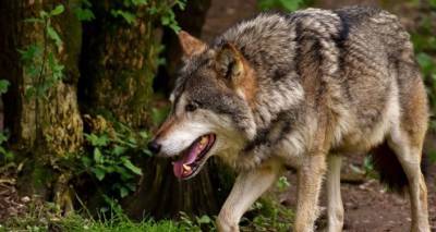 На западе Грузии волк напал на домашний скот