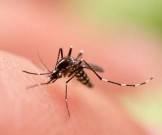 Комары: 7 причин, по которым они укусят именно вас