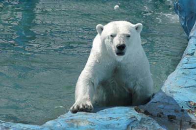 В российском зоопарке придумали способ спасти животных от жары
