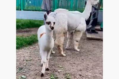 В красноярском зоопарке впервые родился детеныш альпаки