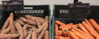 Цена на морковь продолжает удивлять волгоградцев