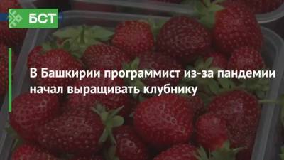 В Башкирии программист из-за пандемии начал выращивать клубнику