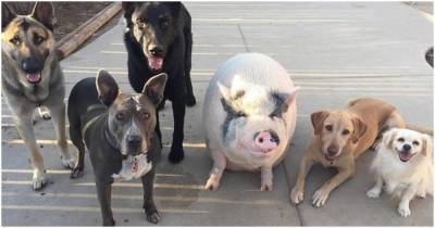 Забавная свинка, выросшая с пятью собаками, думает, что она такая же, как и вся собачья команда