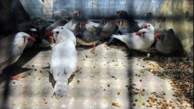 Похитителю попугаев из Приморья грозит до десяти лет тюрьмы