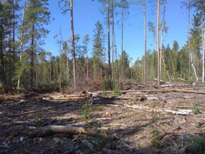 «Пятёрочка» и FSC России запустили акцию поддержки лесов России