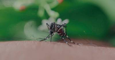 Новые комары – переносчики лихорадки и гельминтов появились в России