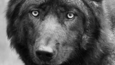 Волк оберегал свою умершую любовь от сотрудников нижегородского зоопарка