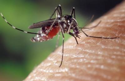 Ученый из Роспотребнадзора сообщила о появлении комаров-переносчиков лихорадки и глистов