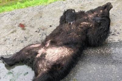 В Хабаровске на трассе «Уссури» сбили ещё одного бурого медведя