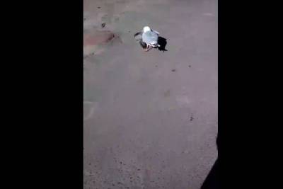Чайка-убийца: в столице Карелии чайка охотится на голубей
