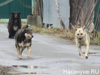 Мэрия Североуральска выплатит подростку 25 тысяч за нападение бродячих собак