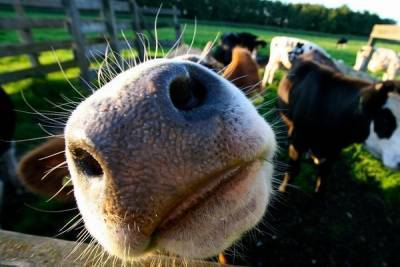 Россияне создали Face ID для коров и коз ради цифровизации сельского хозяйства