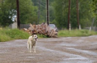 Покусанный собаками подросток отсудил ₽25 тыс. с мэрии Североуральска