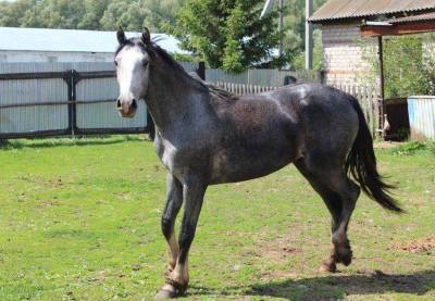 Жителю Мечетлинского района, чью лошадь усыпили после страшного ДТП по пути на праздник, подарили двухлетнего рысака