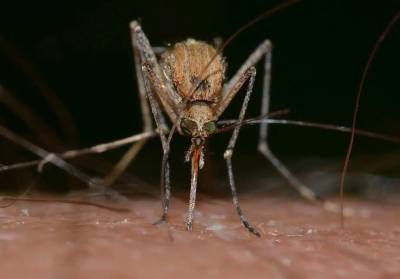 На черноморских курортах России обнаружили новый вид комара, который переносит опасные инфекции