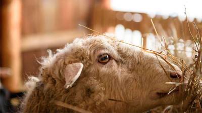 Кувейт разрешил поставки мелкого рогатого скота из Украины