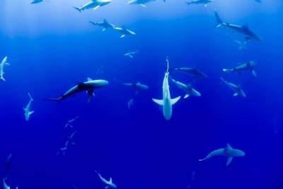 Ученые: Загадочное событие 19 миллионов лет назад уничтожило 90% акул