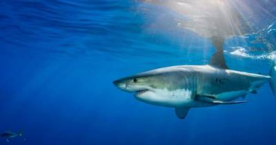 19 млн лет назад океаны кишели акулами: почему они внезапно исчезли и может ли это повториться - focus.ua - США