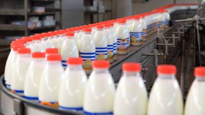 Кубань готовится конкурировать с иностранными производителями молока