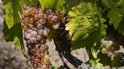 На Кубани запретили перевод виноградопригодных земель под стройки