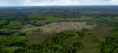 Замглавы Минприроды объяснил истощение лесных ресурсов Карелии массовым рубками после войны