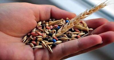 Дехкане ГБАО могут получить семена сельхозкультур по низким ценам