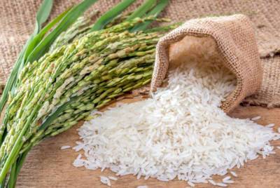 В Астраханской области запускают сразу два инвестпроекта по выращиванию риса