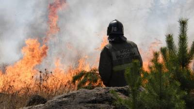 МЧС предлагает ужесточить наказание за провоцирование лесных пожаров