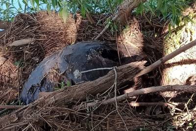 Возле пляжа в Тверской области закопали труп животного