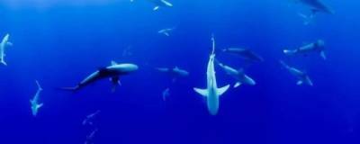Ученые: по неизвестной причине акулы почти полностью вымерли 19 млн лет назад