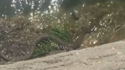 Огромная змея выползла к отдыхаюшим на озере в Пятигорске