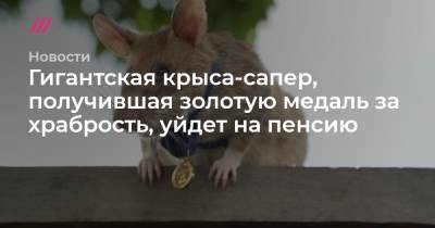 Гигантская крыса-сапер, получившая золотую медаль за храбрость, уйдет на пенсию