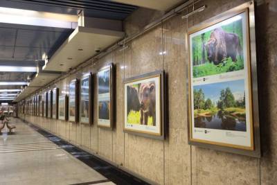 Выставку фотографий редких животных открыли в метро Москвы