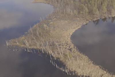 В озере Сабро Тверской области гибнет рыба и краснокнижные растения