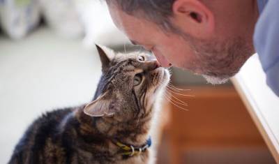 Ученые описали пять видов взаимоотношений между кошками и их владельцами