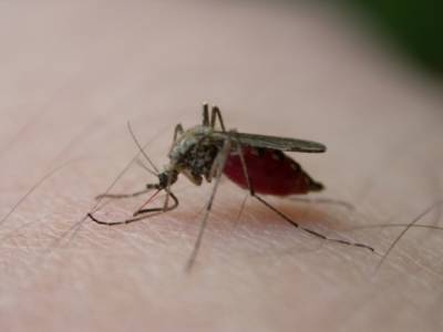 Терапевт Романенко предупредила об опасности расчесывания укусов насекомых