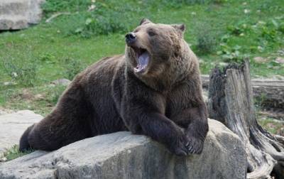 Укрзализныця передаст двух медведей в зоопарк Нидерландов
