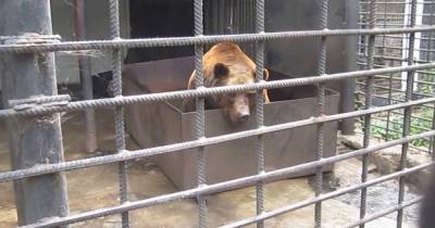 "Укрзализныця" отдаст медведей из своего зоопарка на реабилитацию в Нидерланды