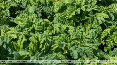 В Витебской области на борьбу с инвазивными растениями направят более Br1,2 млн