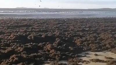 Видео из Сети. В Приморье пляжный отдых находится под угрозой от ужасного зловония