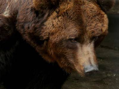 "Укрзалізниця" передаст двух медведей голландскому зоопарку
