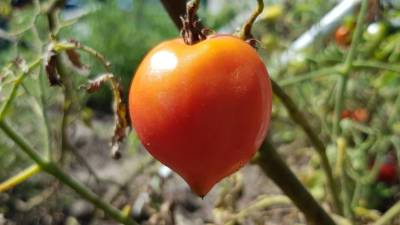 Душистые и мясистые: как ухаживать за томатами «Бычье сердце»
