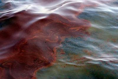 В реке Чесноковке плавают мазутные пятна, а её берега покрыты пленкой от нефтепродуктов