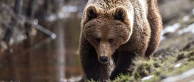 На балансе «Укрзализныци» нашли двух медведей. Их передадут зоопарку в Нидерландах