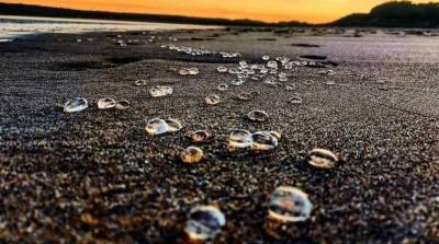 Тысячи живых прозрачных капель заполонили пляжи Великобритании