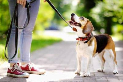 Сколько нужно гулять с собакой, чтобы она была довольна