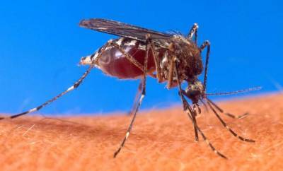 Врач Татьяна Романенко рассказала, что запрещено делать после укуса комара